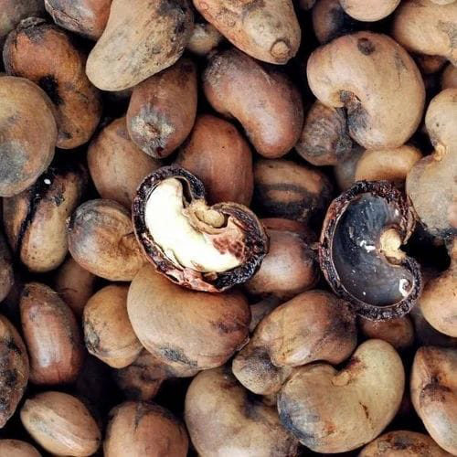Raw Cashew Shell