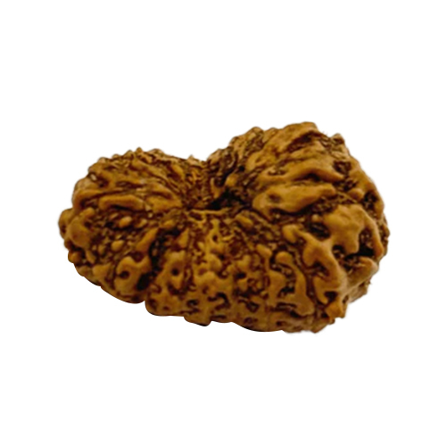 17 Mukhi Rudraksha Indonesian Origin