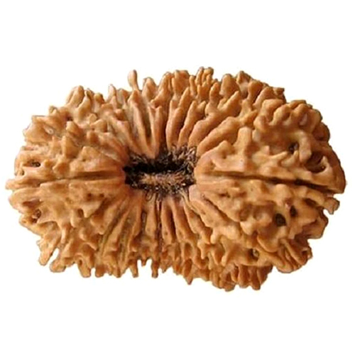 20 Mukhi Rudraksha Nepali Origin