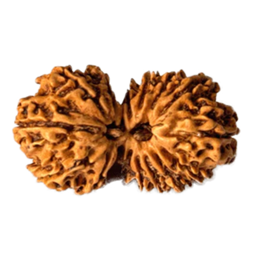 Antique 16 Mukhi Gaurishankar Rudraksha Nepal Origin