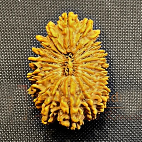 Antique 21 Mukhi Rudraksha Nepal Origin