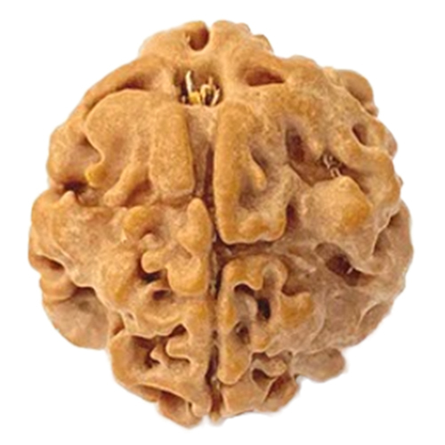 Natural 1 Mukhi Rudraksha Nepal Origin