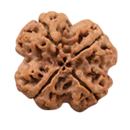 Natural 4 Mukhi Rudraksha Nepali Origin