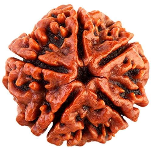 प्राकृतिक 5 मुखी रुद्राक्ष नेपाली मूल