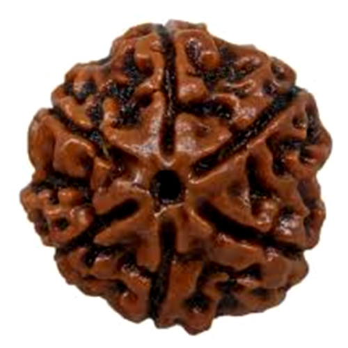 Natural 6 Mukhi Rudraksha Nepali Origin