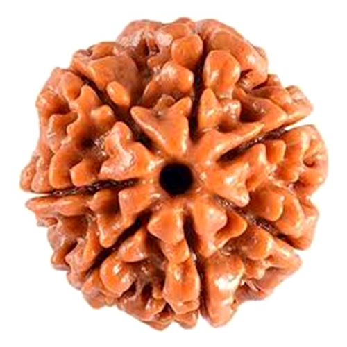 Natural 7 Mukhi Rudraksha Nepali Origin