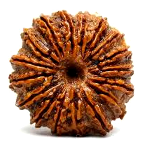 Natural 18 Mukhi Rudraksha Nepali Origin