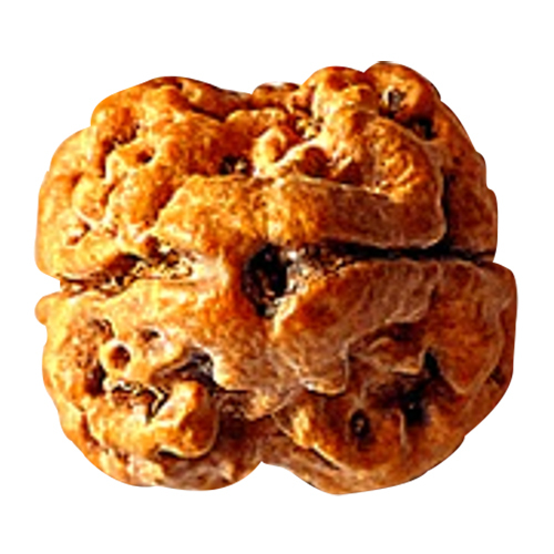 Natural 2 Mukhi Rudraksha Nepali Origin