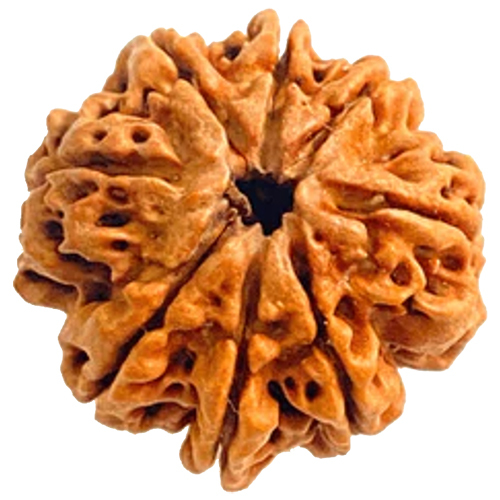 Natural 8 Mukhi Rudraksha Nepali Origin