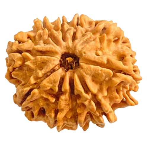 Natural 10 Mukhi Rudraksha Nepali Origin