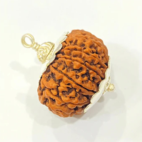 Natural 13 Mukhi Rudraksha Nepal Origin