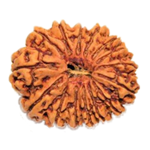 Natural 15 Mukhi Rudraksha Nepal Origin