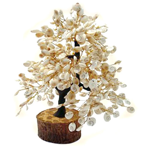 Divy Gomtichakra Tree