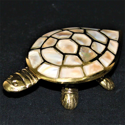 Divy Icchapurti Kachua Turtle
