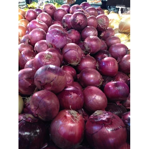 Fresh Red Onion - Moisture (%): 58-65%