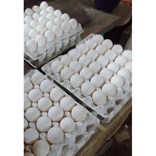 Fresh White Poultry Eggs