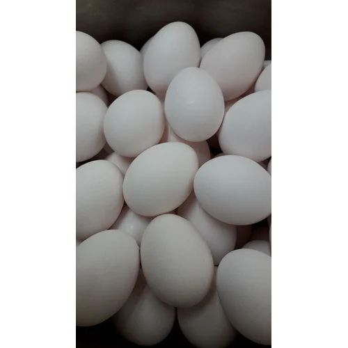 Fresh Hatching Eggs