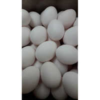 Fresh Hatching Eggs - Egg Origin: Chicken