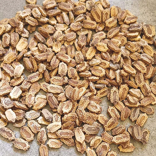 F1 Bitter Gourd Seeds