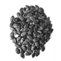 Ridge Gourd Seeds