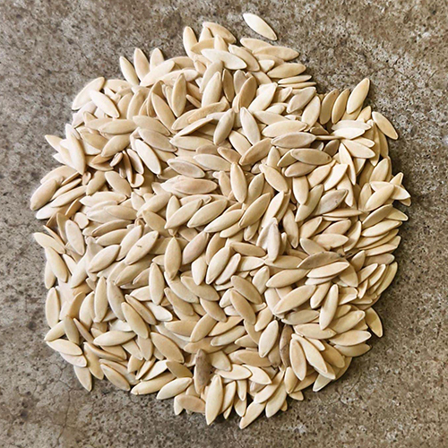 Winter Cucumber Seeds