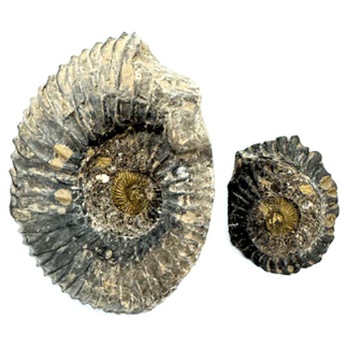 177 gms Divy Lakshmi Narayan Shaligram