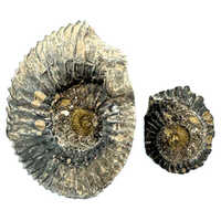 177 Gms Divy Lakshmi Narayan Shaligram