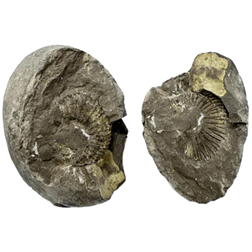 243 gm Divy Lakshmi Narayan Shaligram