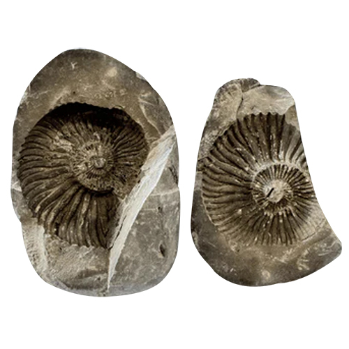 411 gm Divy Lakshmi Narayan Shaligram