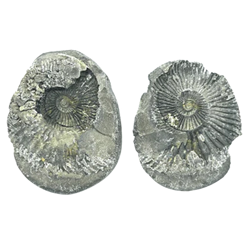 Divya Lakshmi Narayan Shaligram