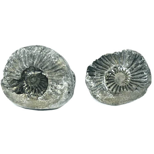 Divya Lakshmi Narayan Shaligram
