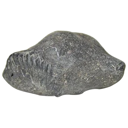 Divya Vishnu Shaligram