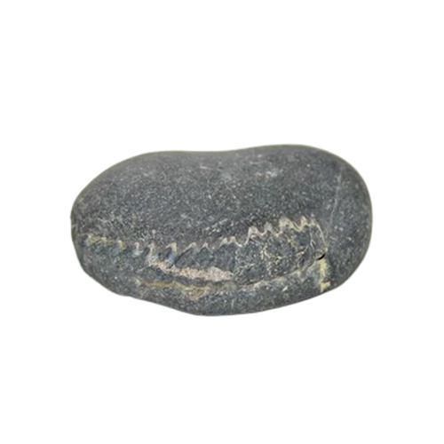 Harihar Chakra Shaligram