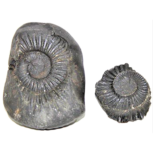 Lakshmi Narayan Shaligram