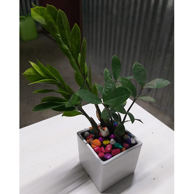 Natural Ornamentals Plant