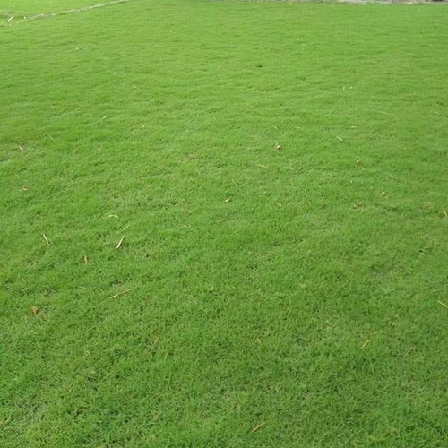 Best Quality Selection Grass - Color: Green