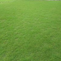 Best Quality Selection Grass - Color: Green