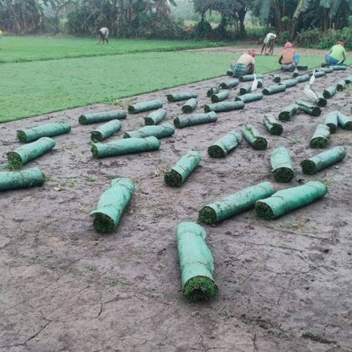Best Quality Selection Grass - Color: Green