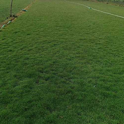 Barmuda Lawn Grass - Color: Green