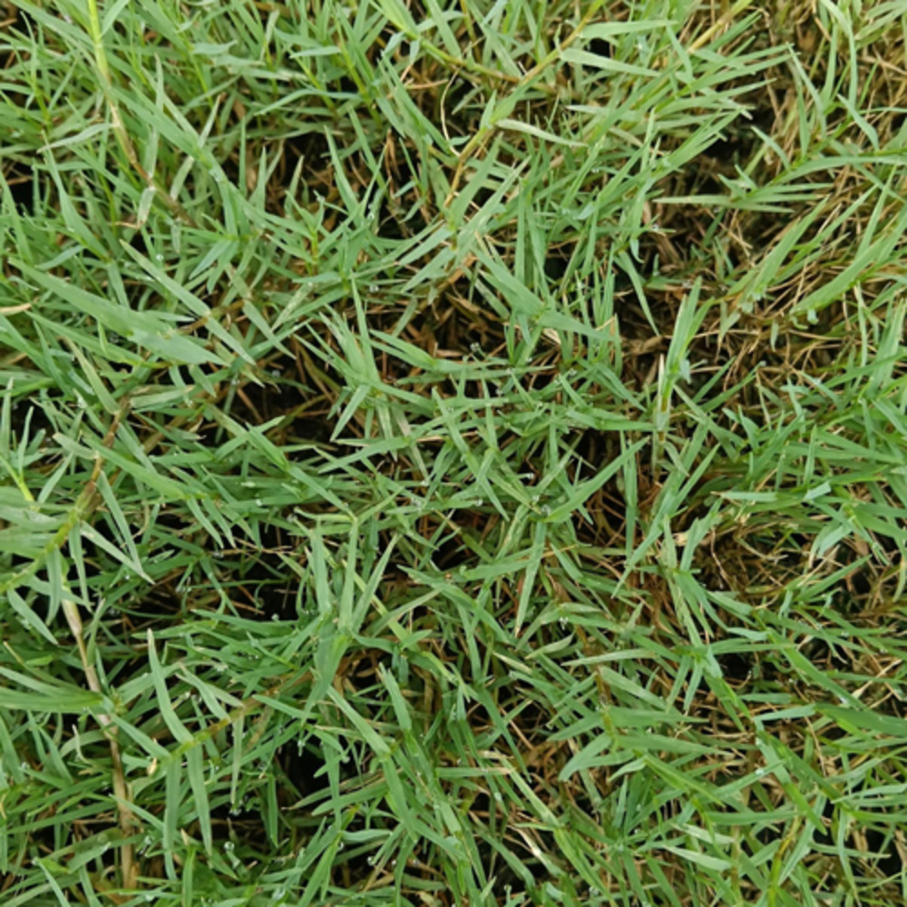 Playground Lawn Grass - Color: Green