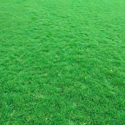Nilgiri Lawn Grass - Color: Green