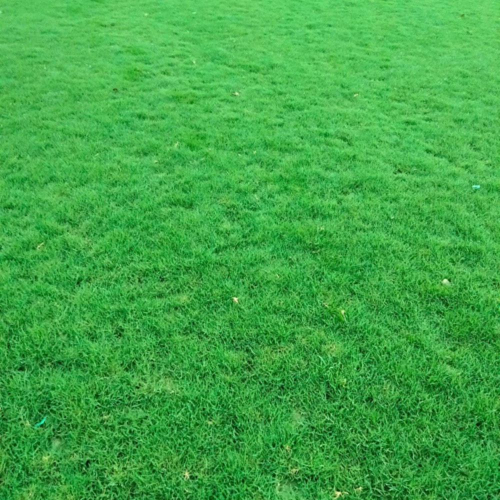 Nilgiri Lawn Grass - Color: Green