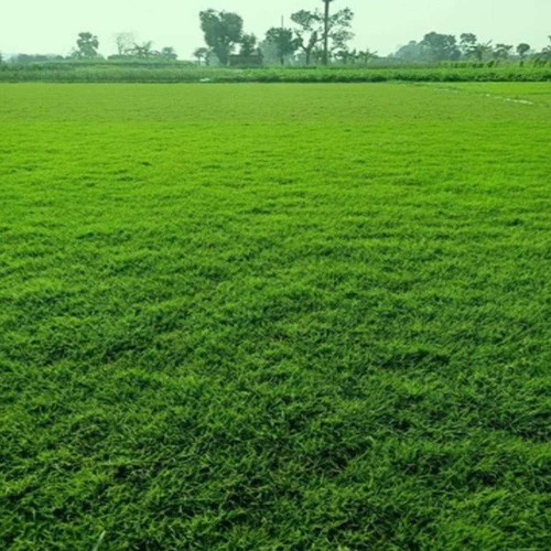 Maxican Lawn Grass - Color: Green