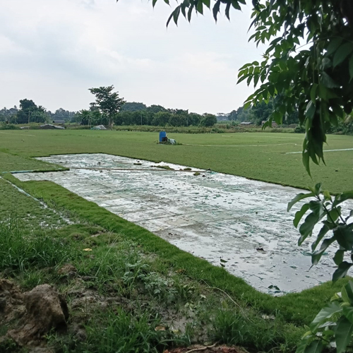 Korean Lawn Grass - Color: Green
