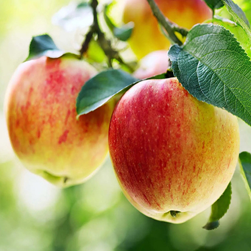 Fresh Apple