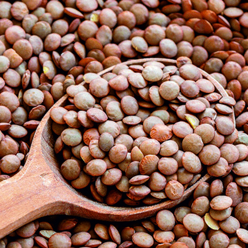 Brown Lentil