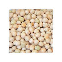White Pea Beans - Cultivation Type: Organic