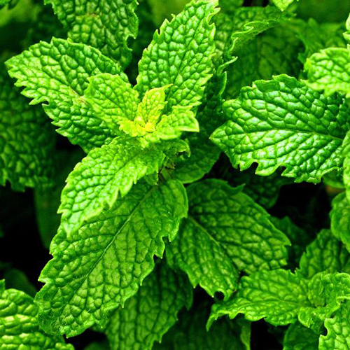 Mint Hydrosol
