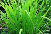 Palmarosa Oil Directly From Farmer