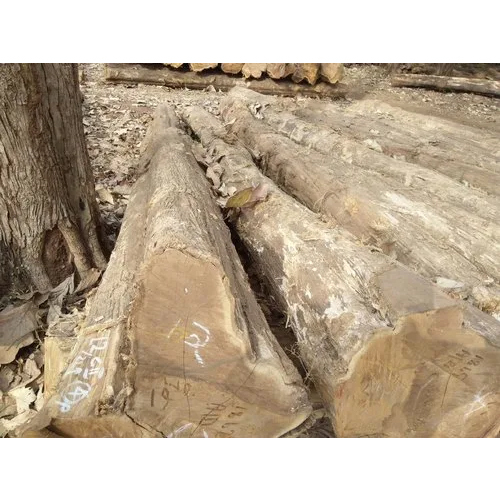 10 Feet Teak Wood Logs - Feature: Durability And Strength